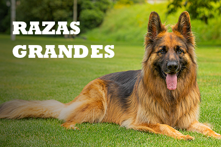 Alimentación natural para razas grandes y maxi